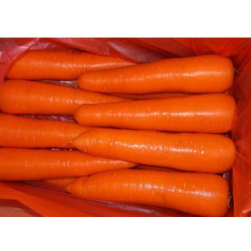 2014 New Crop Fresh Carrot (M grade)